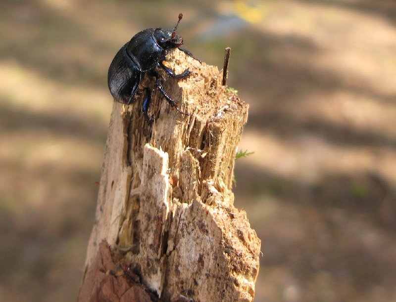 Отдых в Эстонии, Матсиранд (пляж Матси, Matsirand). Жук