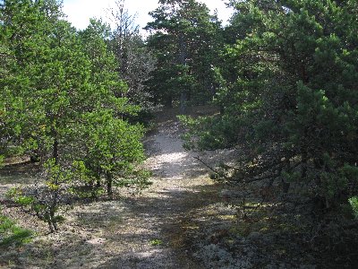 Матсиранд (пляж Матси). Matsi rand