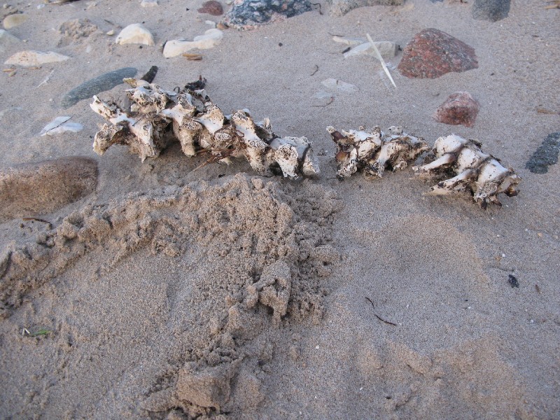 Кости. Матсиранд 2009. Отдых в Эстонии, Матсиранд (пляж Матси, Matsirand).