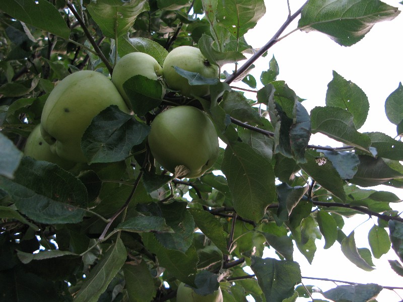 Яблоки. Алатскиви Эстония (Alatskivi Eesti), ножи ручной работы