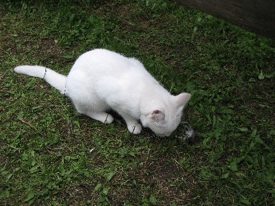 Алатскиви. Alatskivi.