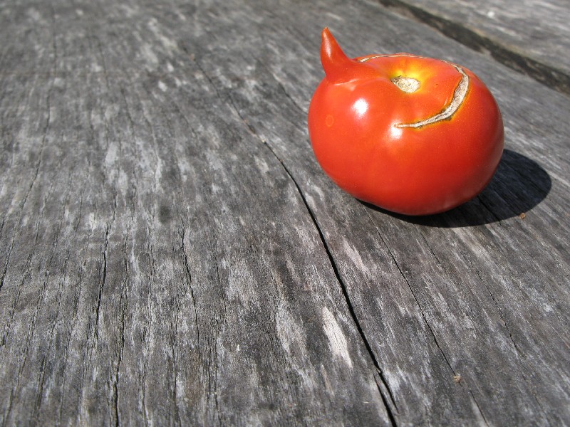 Самец. Алатскиви Эстония (Alatskivi Eesti), ножи ручной работы