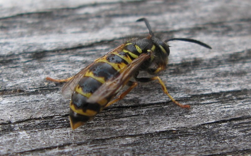 Оса. Алатскиви Эстония (Alatskivi Eesti), ножи ручной работы