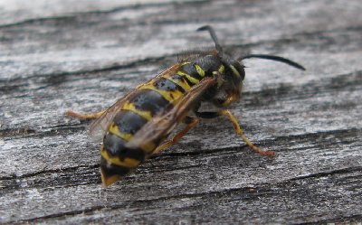 Алатскиви. Alatskivi.