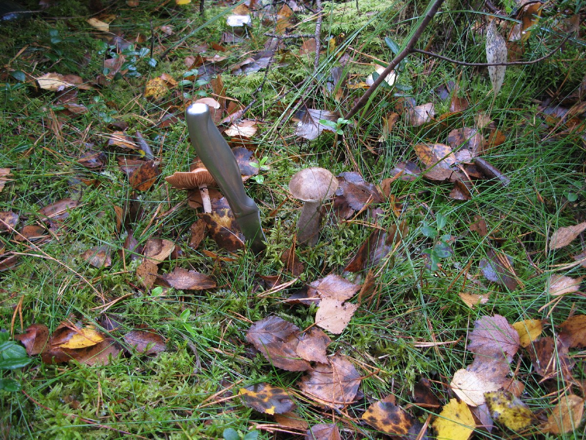 Урожай. Грибы.