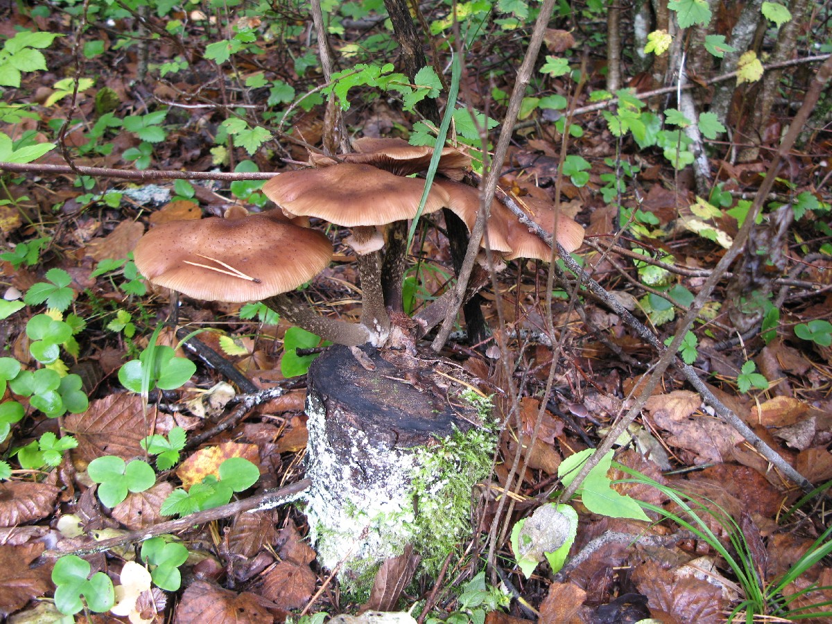 Грибная семья. Грибы.