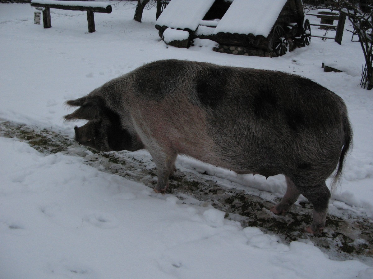 Свинья. Мустйые Кыртситалу (Mustjõe Kõrtsitalu).