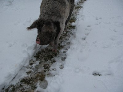 Мустйые кыртситалу (Mustjõe Kõrtsitalu)