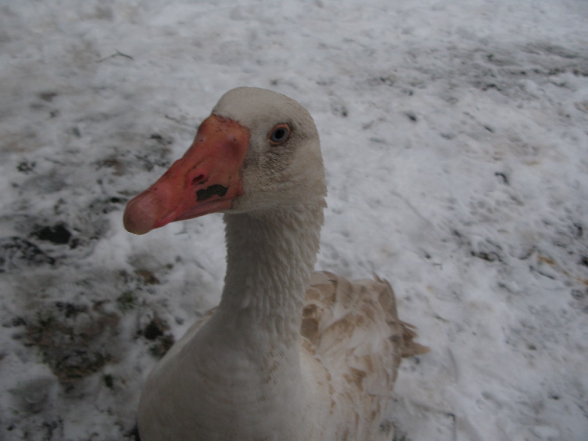 Гусь. Мустйые Кыртситалу (Mustjõe Kõrtsitalu).