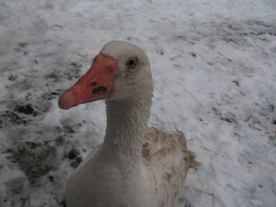 Мустйые кыртситалу (Mustjõe Kõrtsitalu)