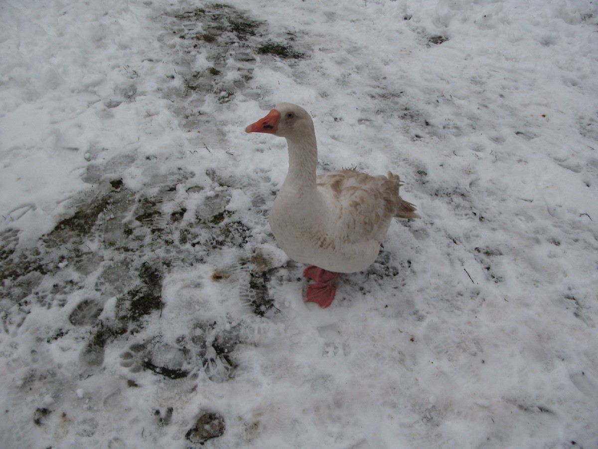Гусь. Мустйые Кыртситалу (Mustjõe Kõrtsitalu).