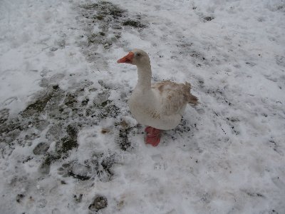 Мустйые кыртситалу (Mustjõe Kõrtsitalu)