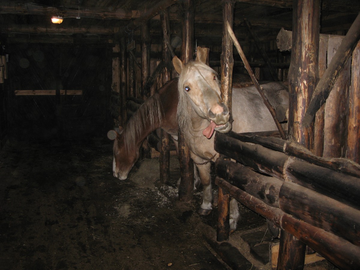 Лошади. Мустйые Кыртситалу (Mustjõe Kõrtsitalu).