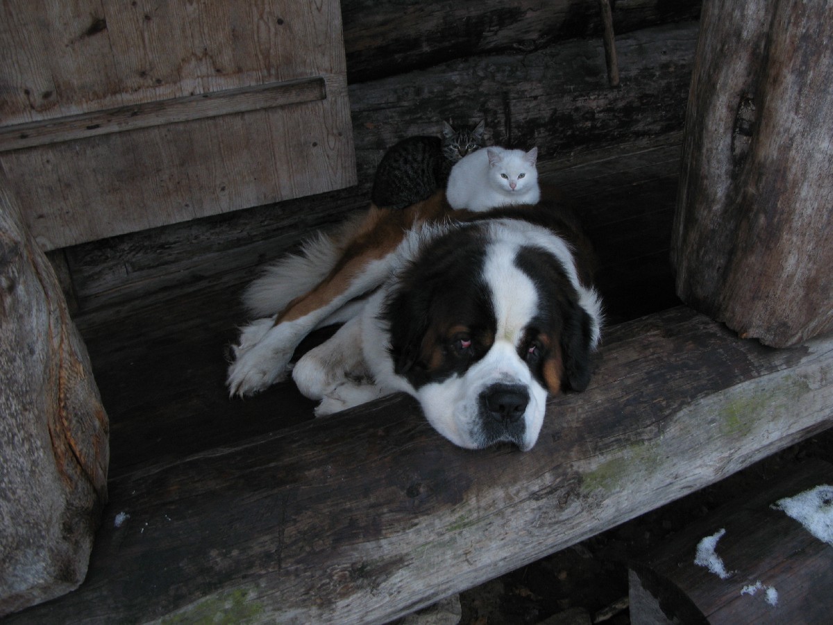 Мужик, тебе чего? Мустйые Кыртситалу (Mustjõe Kõrtsitalu).