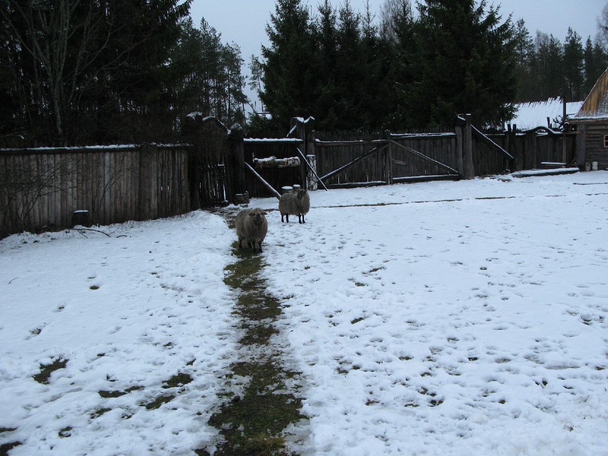  Мустйые Кыртситалу (Mustjõe Kõrtsitalu).