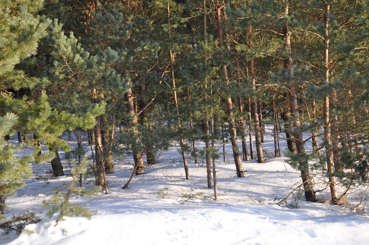 Сосновый лес. Зимний пляж Матси (Матсиранд). Matsi rand.