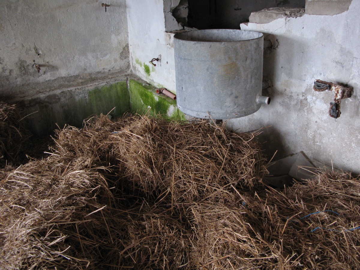  Выезд на природу, заброшенный хлев. В районе деревни Винтсе (Vintse).