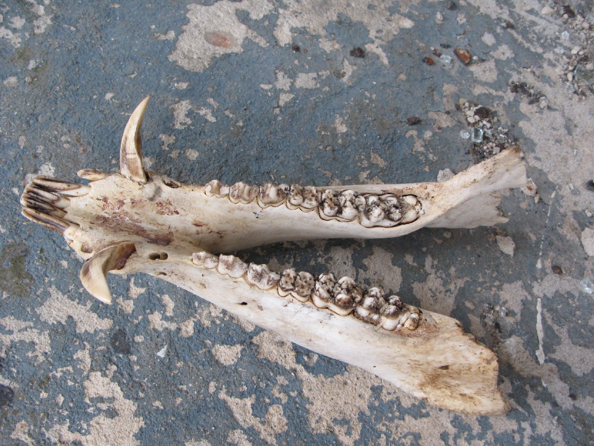 Он покурил. Выезд на природу. Неизвестный объект. В районе деревни Винтсе (Vintse). Координаты 59.287074,23.823976.