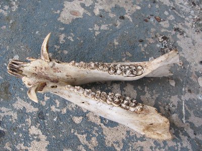 Выезд на природу. Часть вторая. Неизвестный объект.