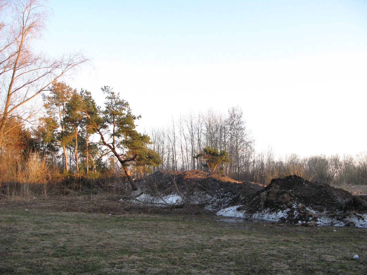 Дерево. Весенний город Пярну.