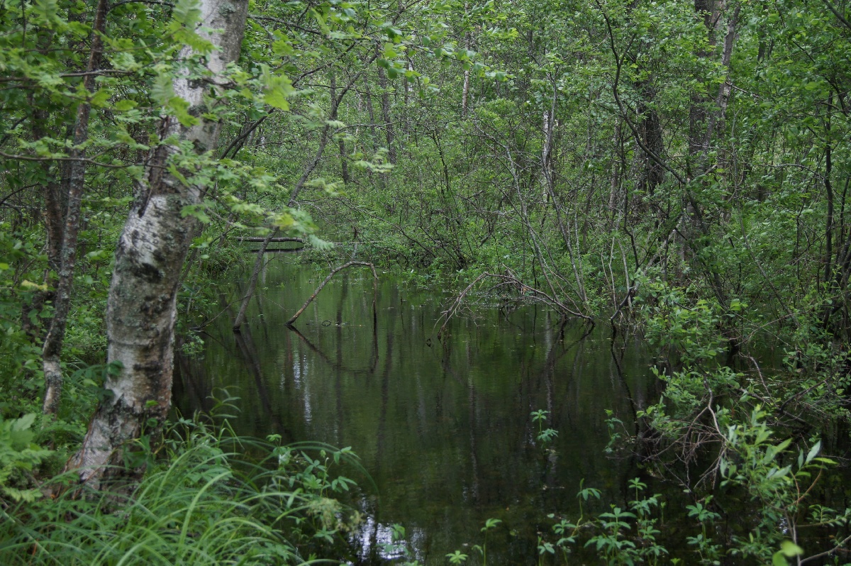На берегу. Ива́нов день (ночь на Ивана Купалу) в Раннапунгерья. 2011.