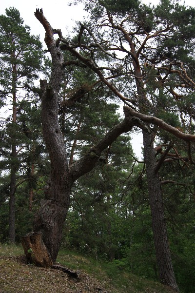 Ива́нов день (ночь на Ивана Купалу) в Раннапунгерья. 2011