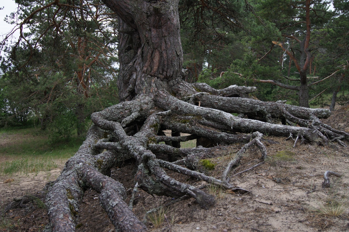 На берегу. Ива́нов день (ночь на Ивана Купалу) в Раннапунгерья. 2011.