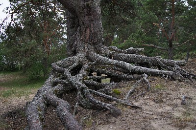 Ива́нов день (ночь на Ивана Купалу) в Раннапунгерья. 2011