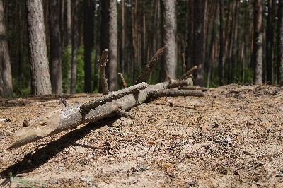 Ива́нов день (ночь на Ивана Купалу) в Раннапунгерья. 2011