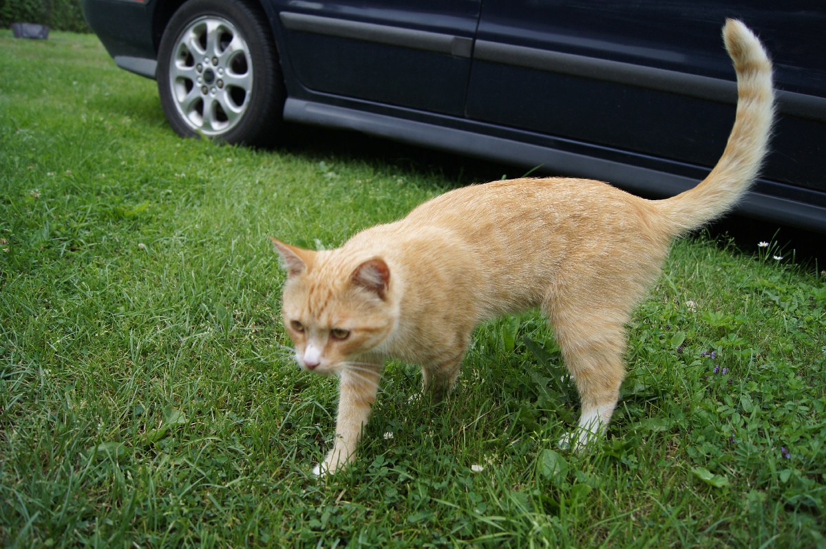 Сосед. Кот зашёл в гости.  Заезд на огород.