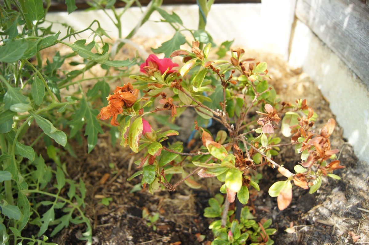  Заезд на огород.