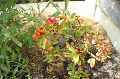 Заезд на огород