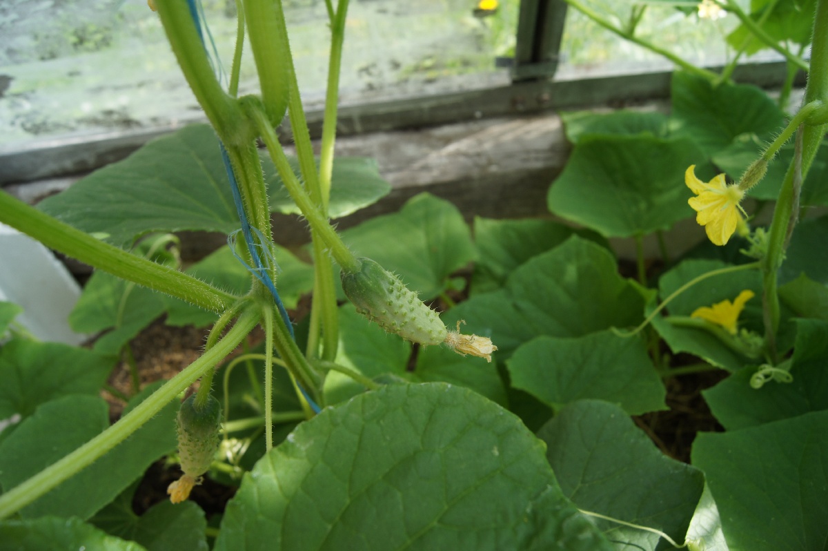 Молодой огурец, Cucumis sativus.  Заезд на огород.