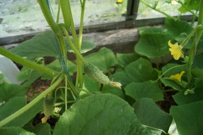 Заезд на огород