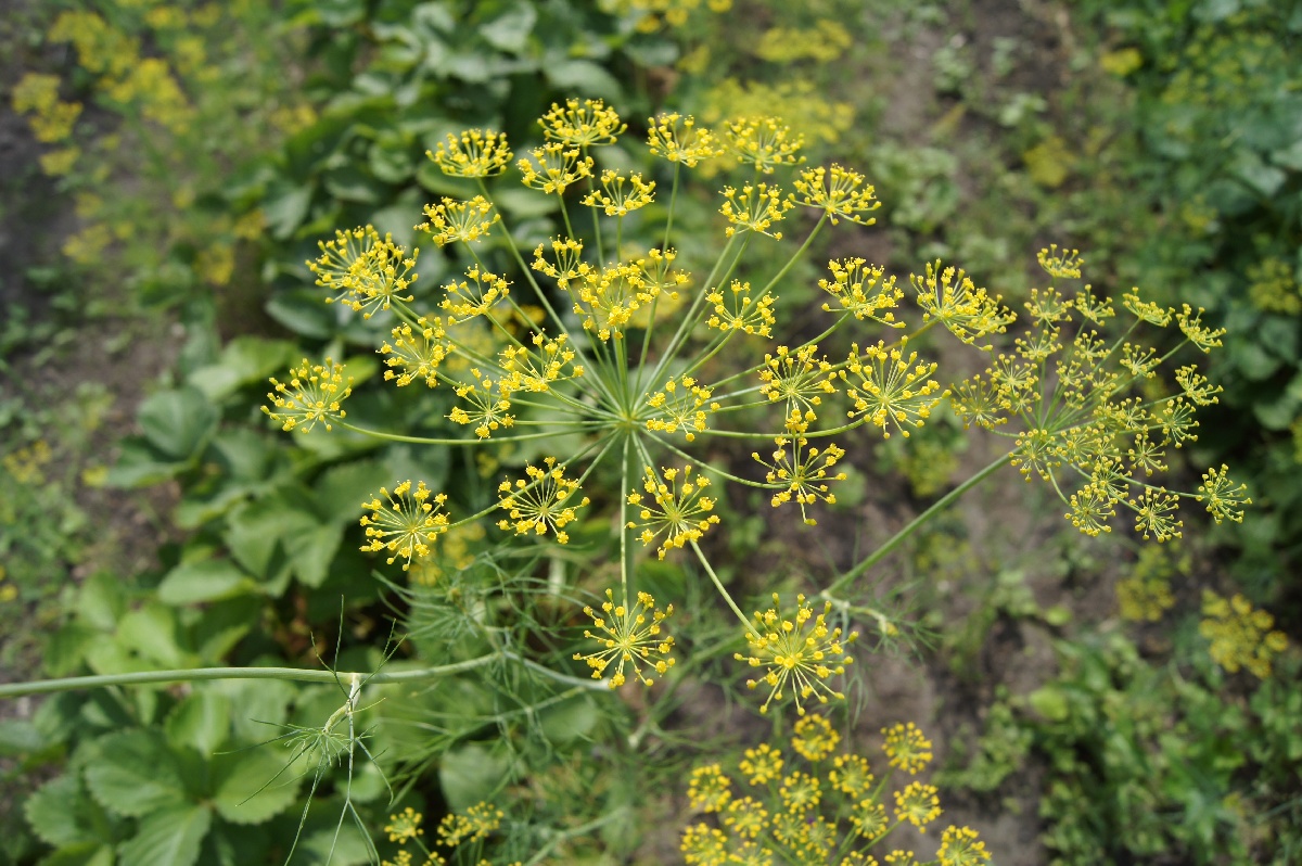 Укроп, Anethum.  Заезд на огород.