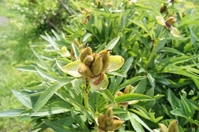 Заезд на огород