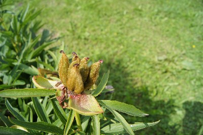 Заезд на огород