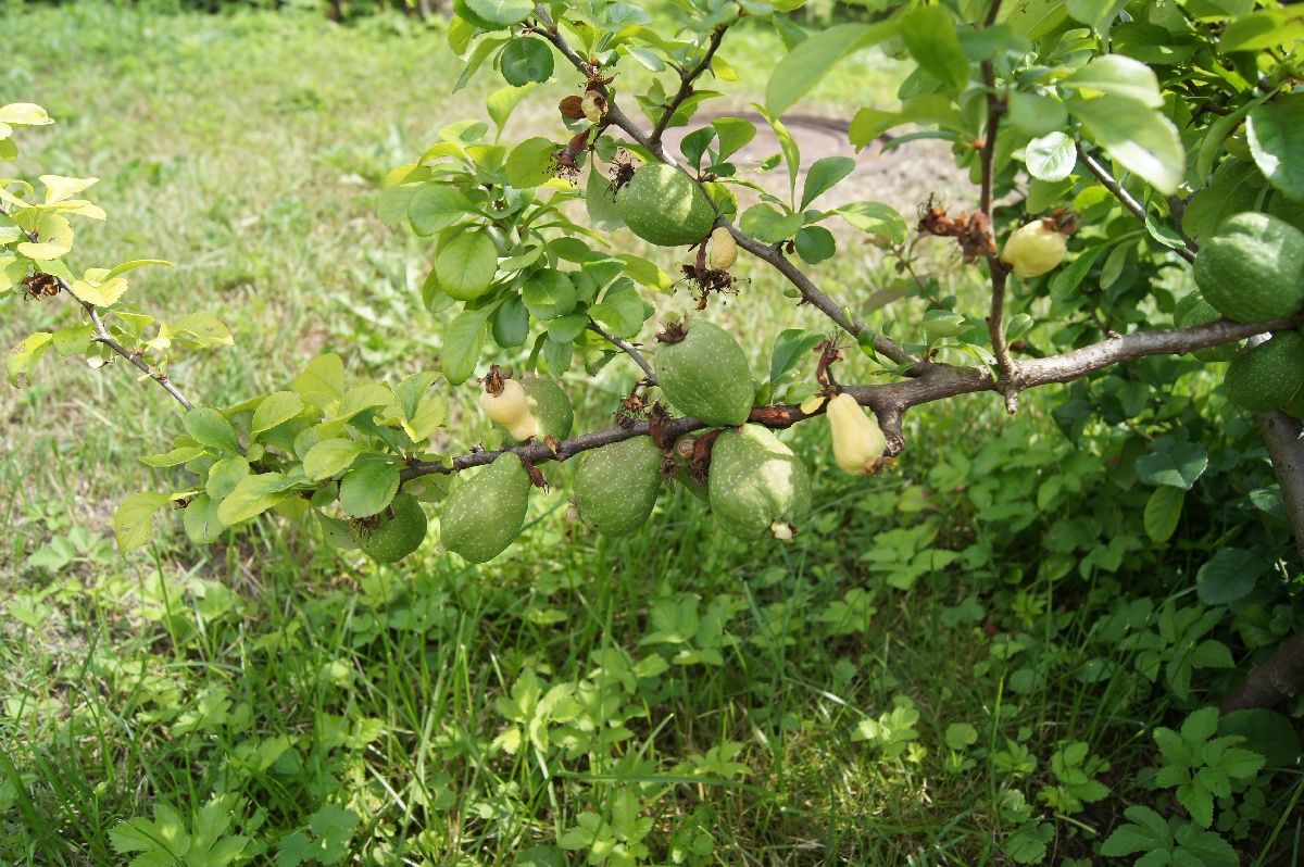 Эбакидония, айва, aiva, Cydonia oblonga.  Заезд на огород.
