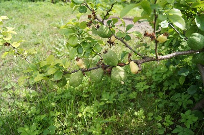 Заезд на огород