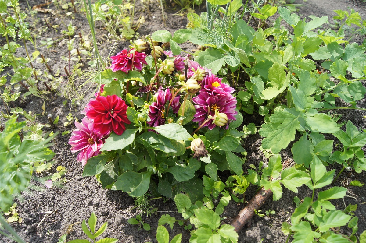 Пион, Paeónia.  Заезд на огород.