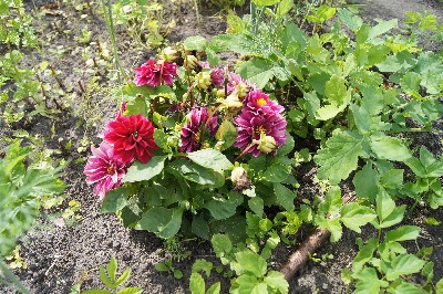 Заезд на огород