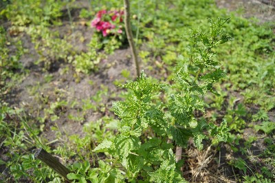 Заезд на огород