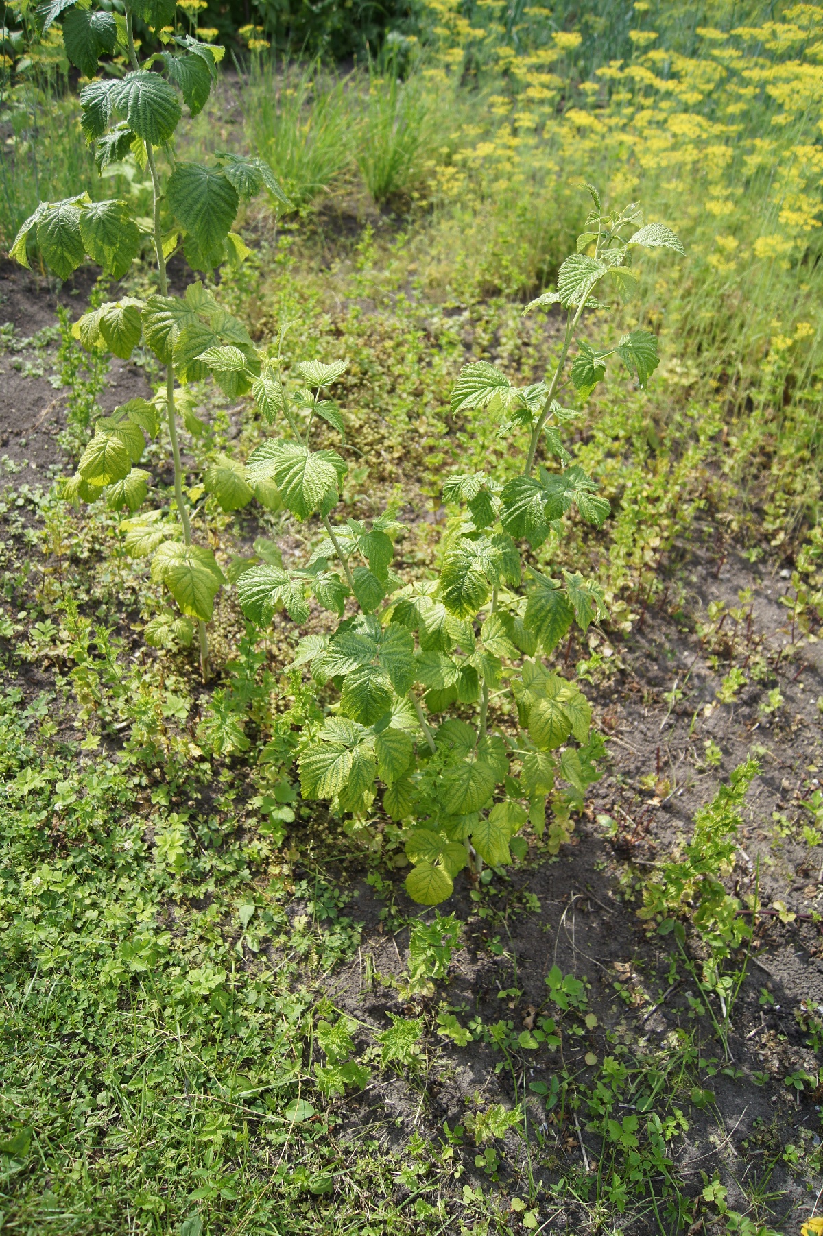 Малина, Rubus idaeus.  Заезд на огород.