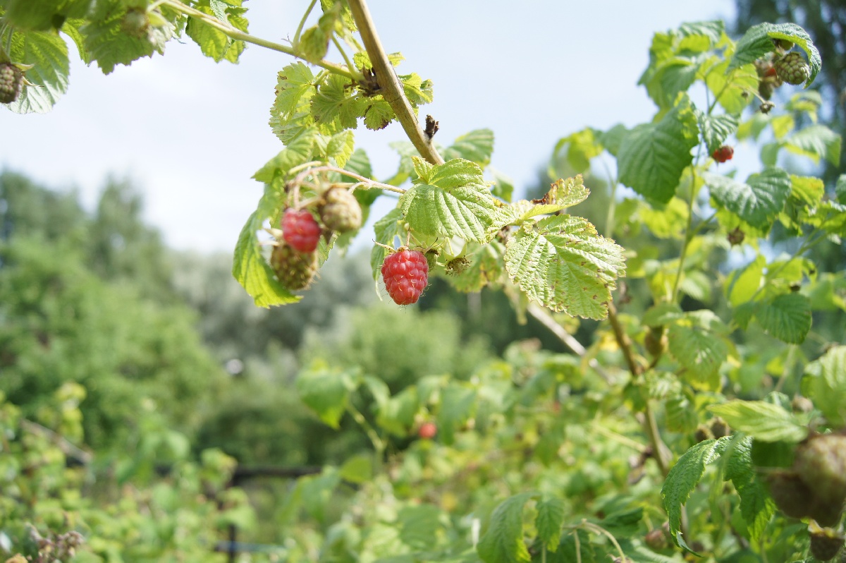 Малина, Rubus idaeus.  Заезд на огород.