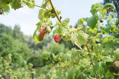 Заезд на огород