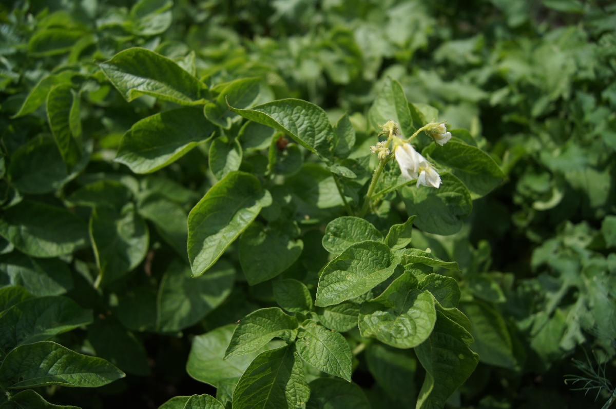 Картофель, Solánum tuberósum.  Заезд на огород.