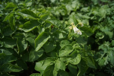 Заезд на огород