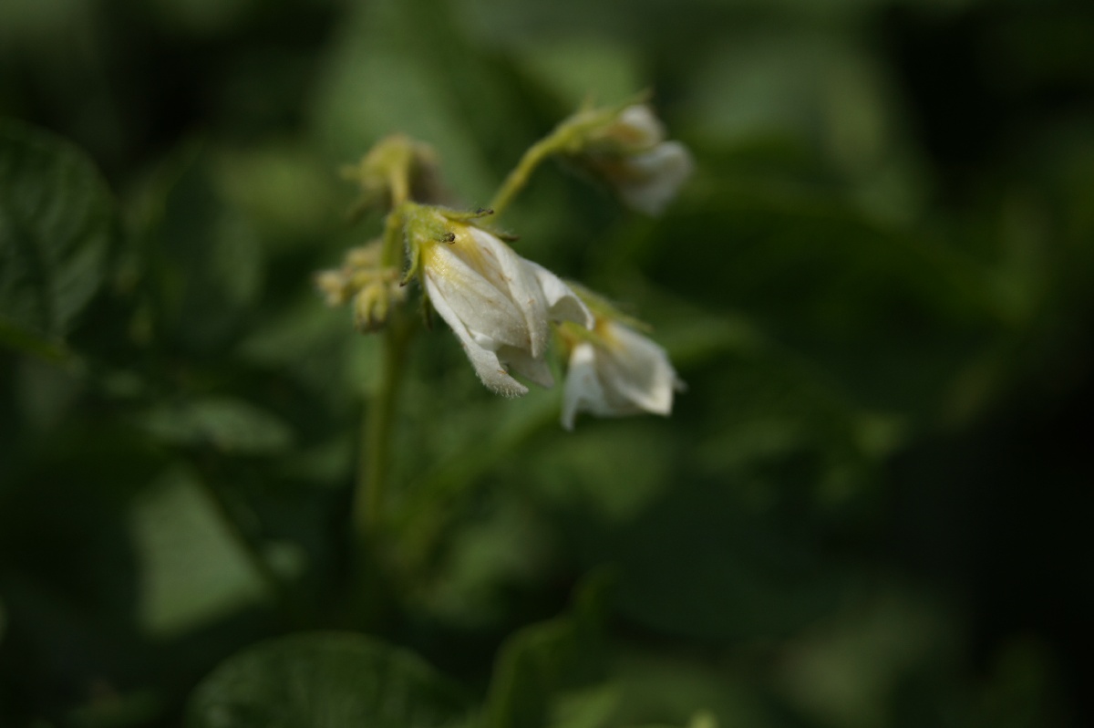 Картофель, Solánum tuberósum.  Заезд на огород.