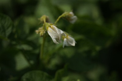 Заезд на огород