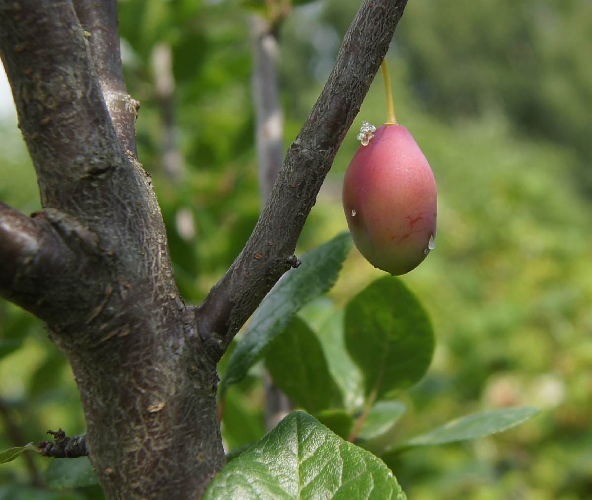 Слива, Prúnus.  Заезд на огород.